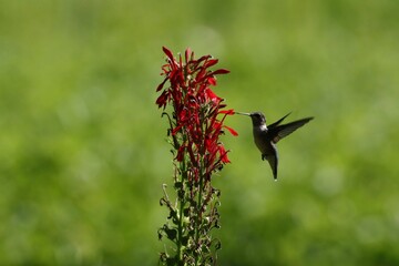 A hummingbird collecting nectar from a red Cardinal flower, on a sunny day, with green background