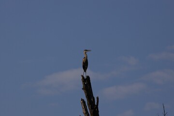 Low-angle of a Great blue heron standing on a tree branch, on a sunny day
