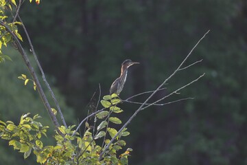 Green heron standing on a top of a branch surrounded by green foliage in the forest, on a sunny day
