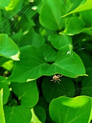 Vertical close-up view of a European garden spider hanging from the web before the green leaves