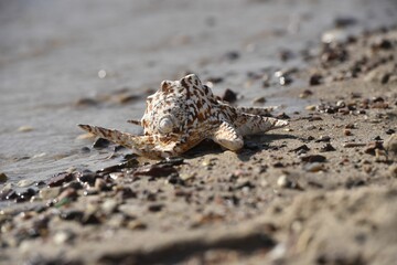 Closeup of the beautiful conch (Strombus) on a sandy beach near the sea waves surrounded by stones