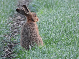 Shallow focus shot gray rabbit sitting in green grass