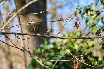 Great tit on branches in a bush. Bird species with black head and breast. Finch species