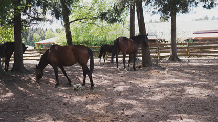a herd of brown horses in a corral
