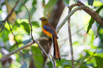 Selective focus of an Orange-breasted Trogon perching on a branch and singing a song