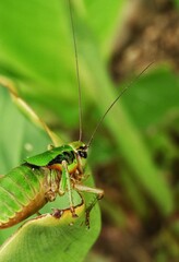 Closeup shot of a green grasshopper on a leaf