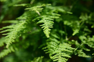 Closeup of the fern branches under the rays of sun