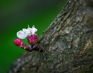 Closeup shot of a blooming apricot tree