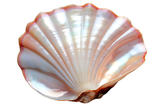 The image shows a beautiful seashell with a pearlescent sheen. The shell is open, revealing its delicate interior. The shell is a symbol of beauty, nature, and tranquility.