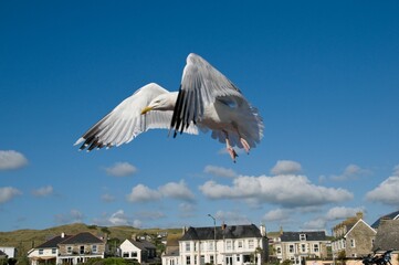 A European herring gull flying with opened wings