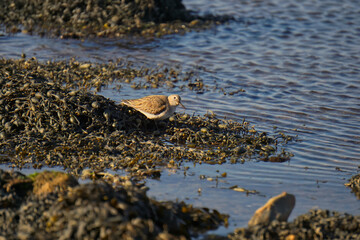View of the Ruddy turnstone on the water