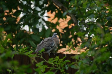 Common wood pigeon perching on the tree branch with green leaves around