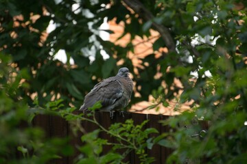 Common wood pigeon perching on the tree branch with green leaves around