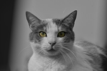 Selective color of a black and white cat with yellow eyes on the blurred background