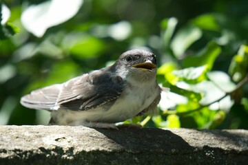 Closeup shot of a cute baby bird with an open beak perched on a stone fence