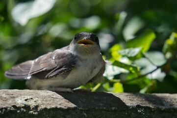 Selective focus closeup of a Brown-chested martin bird perched on a tree