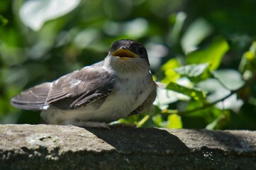 Selective focus closeup of a Brown-chested martin bird perched on a tree