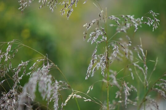 Closeup shot of wavy hair-grass in the field with blur green background