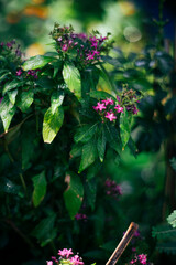 Pentas lanceolata flowers have been imported and Pentas lanceolata planted in our country a lot. With the characteristics of the Pentas lanceolata being easy to grow, easy to care for and Pentas lance