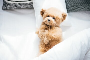 Close-up of a cute fluffy toy poodle lying on the bed