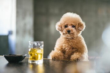 Cute fluffy toy poodle sitting at the table