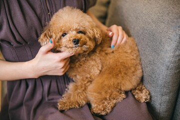 Cute fluffy toy poodle sitting on its owner's lap a gray sofa