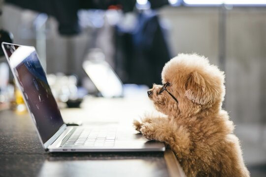 Cute fluffy toy poodle working on a computer looking at the screen