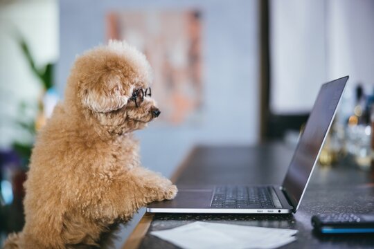 Cute fluffy toy poodle working on a computer looking at the screen