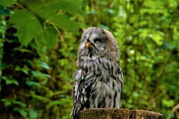 Closeup of a majestic great gray owl on a tree trunk in a forest