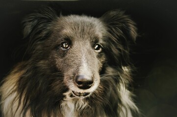 Fototapeta premium Closeup of an adorable Sheltie dog