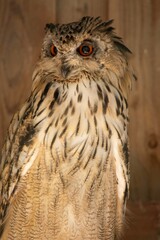 Vertical shot of a long-eared owl (Asio otus) on the blurred background