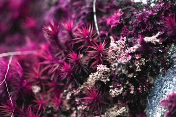 Purple limnophila aromatica underwater plant on the blurred background