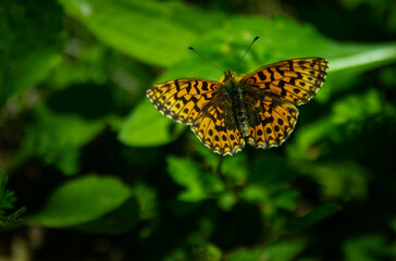 Schmetterling auf Pflanze
