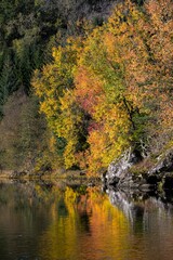 Vertical shot of colorful autumn trees on the shore of a clear lake