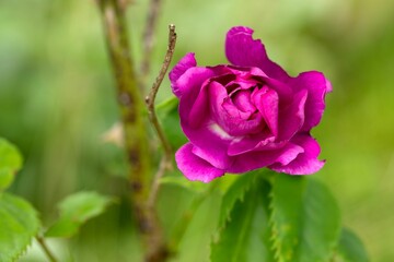 Closeup shot of a blooming bright pink purple wild rose