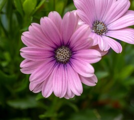 Obraz premium Closeup shot of blooming pink daisy flowers