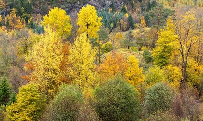 Fototapeta premium Aerial view of bright colorful autumn trees in a forest