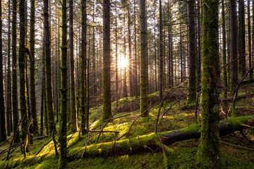 Fototapeta premium Beautiful shot of the sun shining through trees in a forest