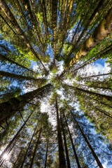 Vertical low angle shot of tall green treetops in a forest