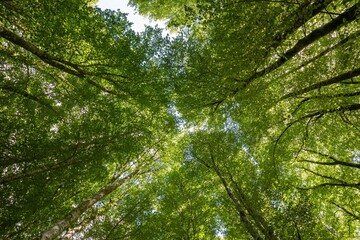 Low angle shot of tall green treetops in a forest