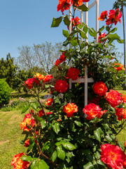 植物園に咲く赤い薔薇の花