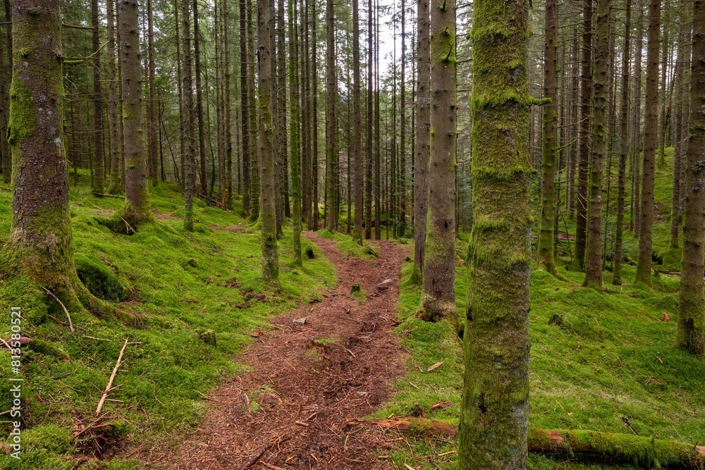 Wall mural scenic shot of a dense forest covered in bright green moss