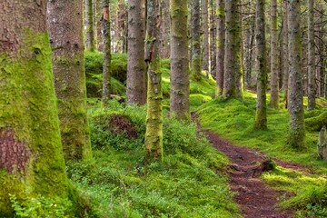 Fototapeta premium Scenic shot of a dense forest covered in bright green moss