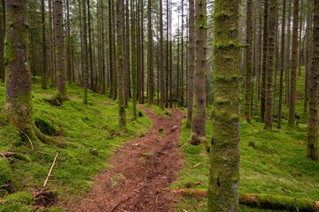 Naklejka premium Scenic shot of a dense forest covered in bright green moss