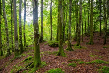 Scenic shot of a dense forest covered in bright green moss