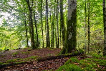 Naklejka premium Scenic shot of a dense forest covered in bright green moss