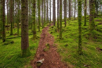 Scenic shot of a dirt trail in a dense mossy forest with tall trees