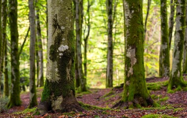 Naklejka premium Scenic shot of a dense mossy forest with tall trees