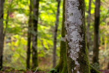 Scenic shot of a dense mossy forest with tall trees