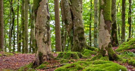 Scenic shot of a dense mossy forest with tall trees
